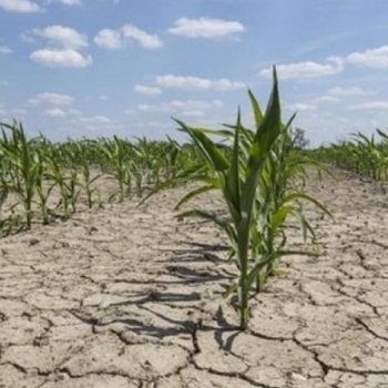 Crisis agropecuaria: Piden declarar la Emergencia Agropecuaria por la sequía en el sudoeste bonaerense