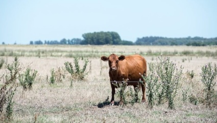 Casi la mitad del rodeo bovino argentino padece los efectos de la sequía severa y extrema