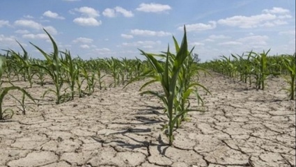 Crisis agropecuaria: Piden declarar la Emergencia Agropecuaria por la sequía en el sudoeste bonaerense