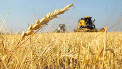 Por la sequía, sólo en trigo se perderán más de US$1.500 millones de exportaciones 