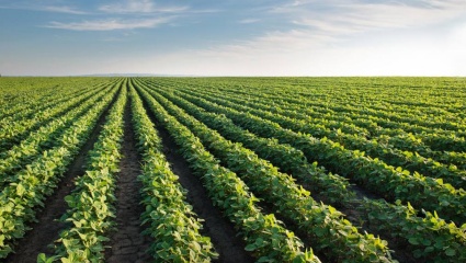 El agro apuesta fuerte a la soja para quebrar cuatro años de caída en la superficie sembrada