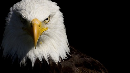 Soberanía de América Latina: las águilas no deberían atreverse