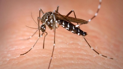 La Plata: se confirmó un nuevo caso de dengue en la ciudad y ya son 143 los casos detectados