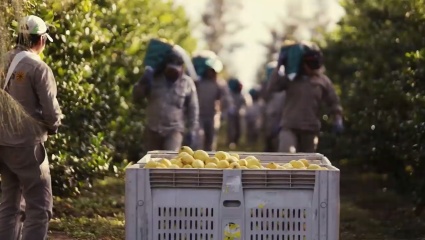 Tucumán: detectan 112 de 122 trabajadores sin registrar y trabajo infantil en cosechas de limón