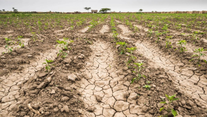 La Plata otorgará beneficios fiscales a productores afectados por la sequía