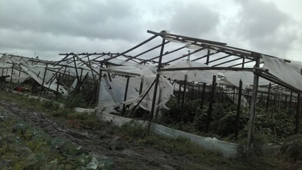 El viento arrasó con todo en el cinturón frutihortícola