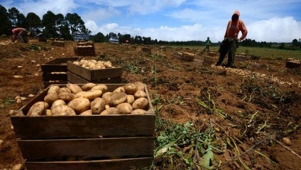 Apertura de importaciones: entró un camión de papas de Brasil y produjo preocupación en productores