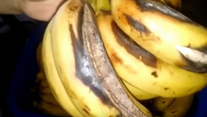 Mar Del Plata: denuncian que el consejo escolar entrega comida en mal estado