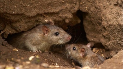 Hantavirus: investigan nuevos casos y podrían ser cinco en la provincia