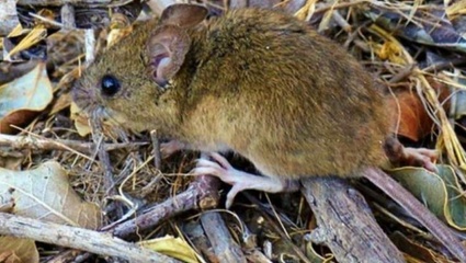 Tras la muerte por hantavirus de una mujer de Castelli, internaron a su esposo y su hijo menor