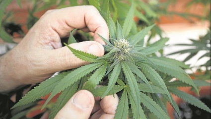 En Bahía Blanca, autorizaron a vender Canabbis Medicinal en las farmacias