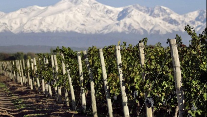 Las economías regionales como transformadoras de la producción primaria del campo