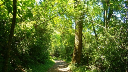 Peligran millones de hectáreas de bosques nativos con las reformas en la Ley Bases