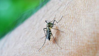 Dengue: el Instituto Biológico "Tomás Perón" ya produjo unos 13 millones de mililitros de repelente