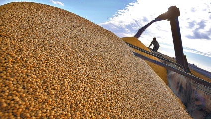 La soja se derrumba: las especulaciones entre el campo y el Gobierno pueden costar cientos de millones