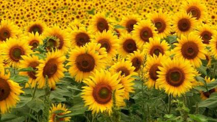 La exportación del complejo girasolero argentino en máximos de dos décadas