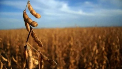 La sequía golpea al campo y recortan las estimaciones de las cosechas de soja y maíz