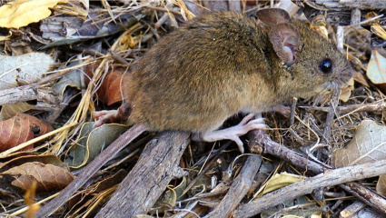 Hantavirus: murió una nena de 10 años en General Belgrano y son cuatro las víctimas