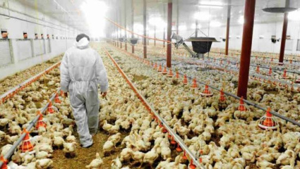 Derrumbe del consumo: otra avícola en crisis parará su producción y enciende la alarma entre los trabajadores